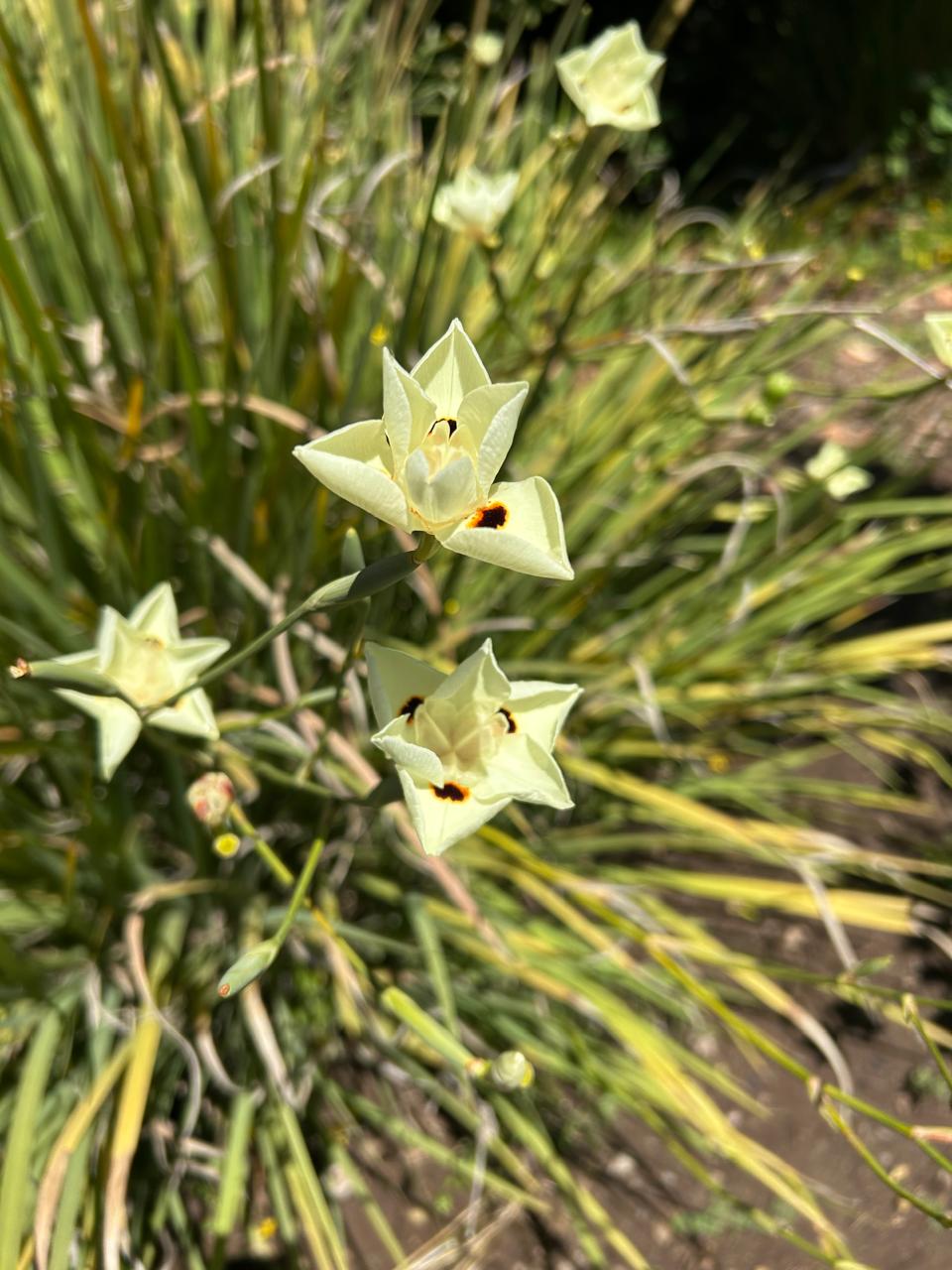 Proyecto de diseño paisajístico